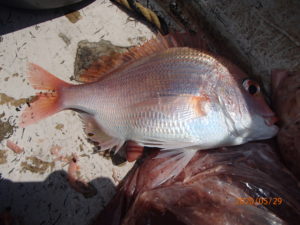 コロナで釣りができない日が長かった。