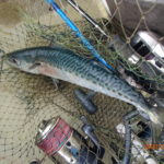 潮が安定しないので、大物がかからない。