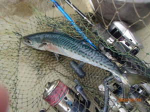 潮が安定しないので、大物がかからない。