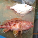 長い雨で様子がつかめない。