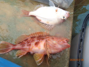 長い雨で様子がつかめない。