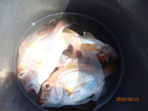 一荒れ欲しい網代の海