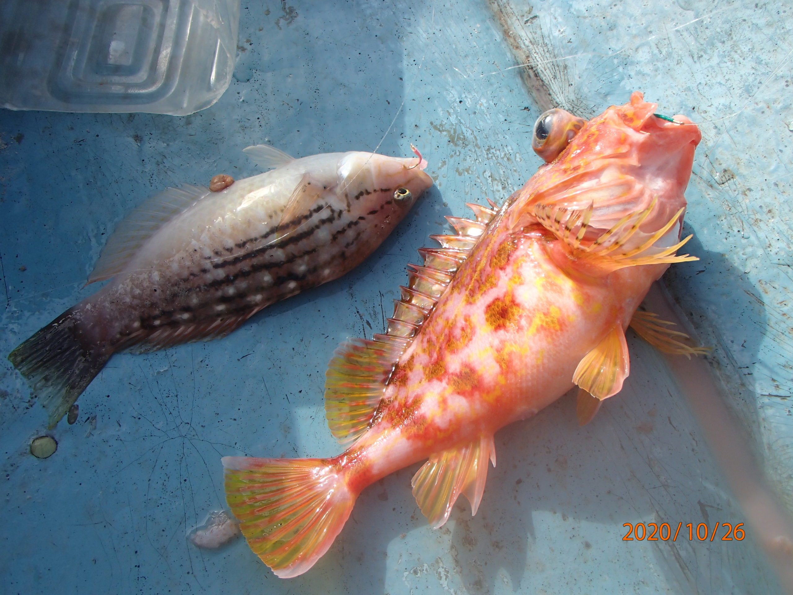 赤い魚が釣れたときの 喜びは大きい