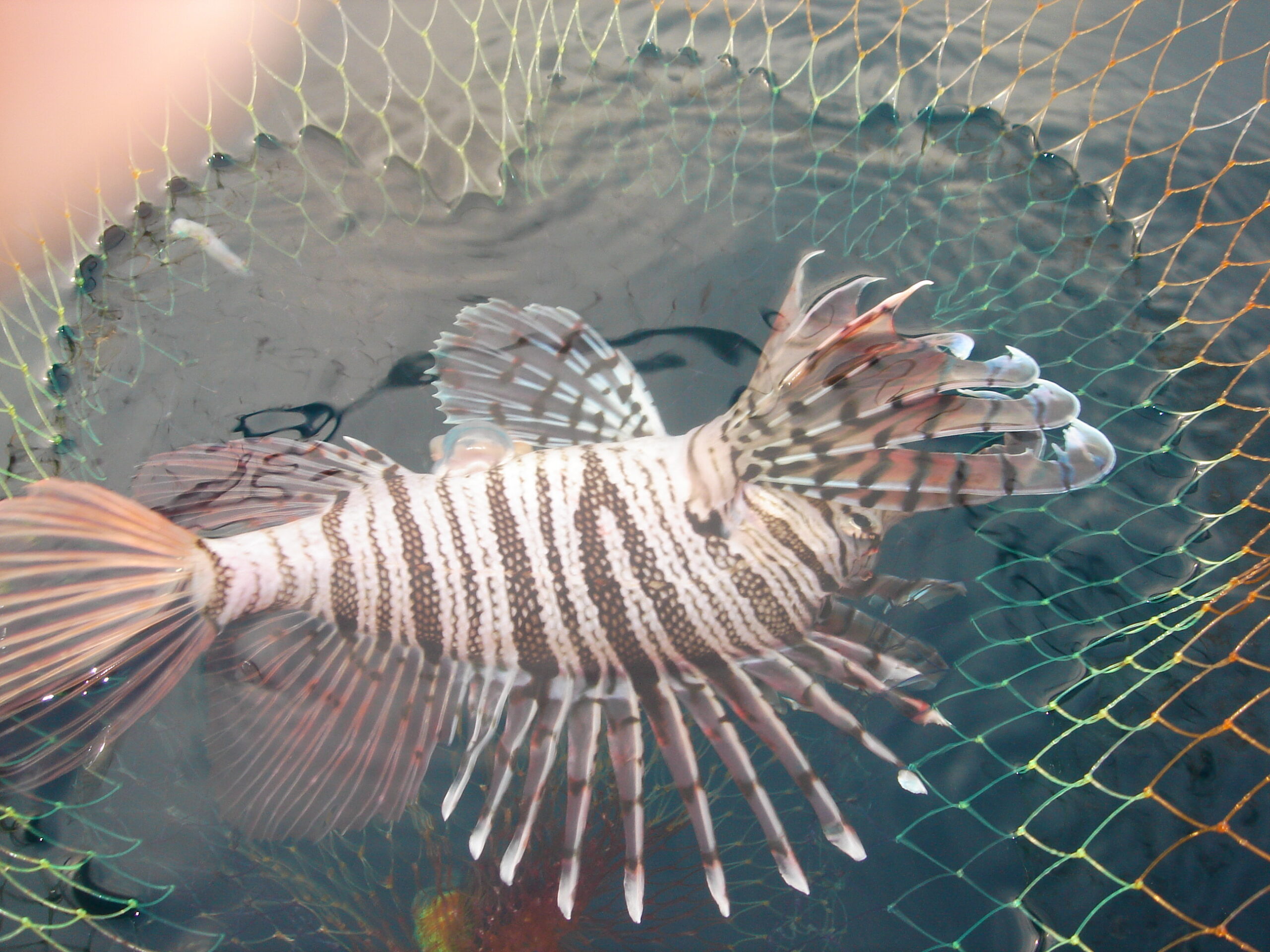 美しい魚たちが釣れた