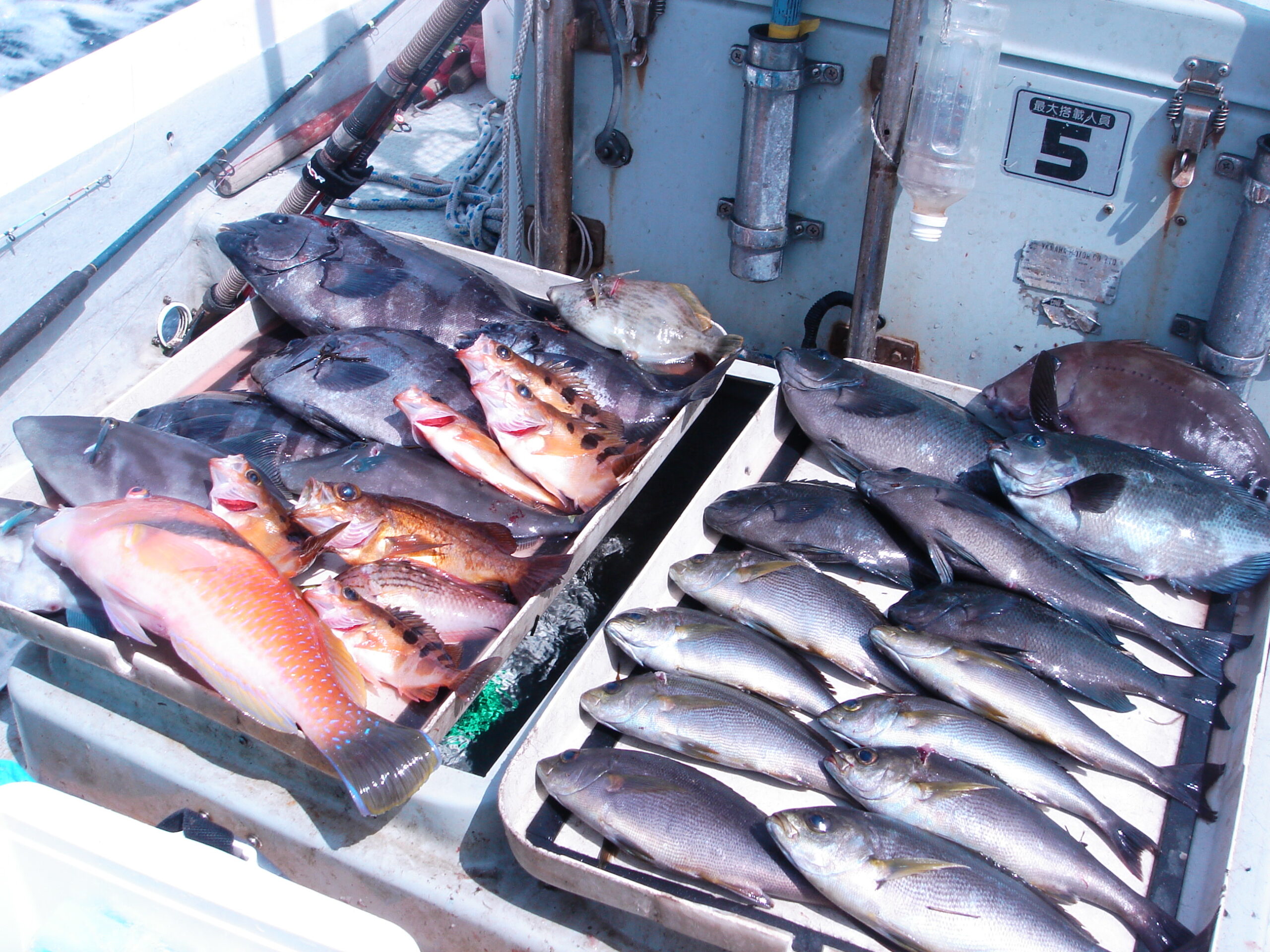 網代の船釣りボート釣りではアミコマセとオキアミを使って釣る