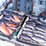 梅雨明けに釣りをしたいのだが。