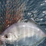 7月中に一度は。