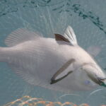 ヘダイや石鯛はどこで釣れるか分からない。