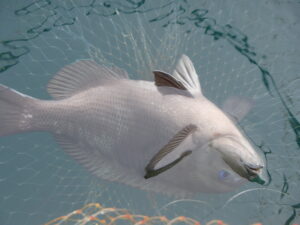 ヘダイや石鯛はどこで釣れるか分からない。