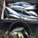 挑戦してみたい岩場の釣り。