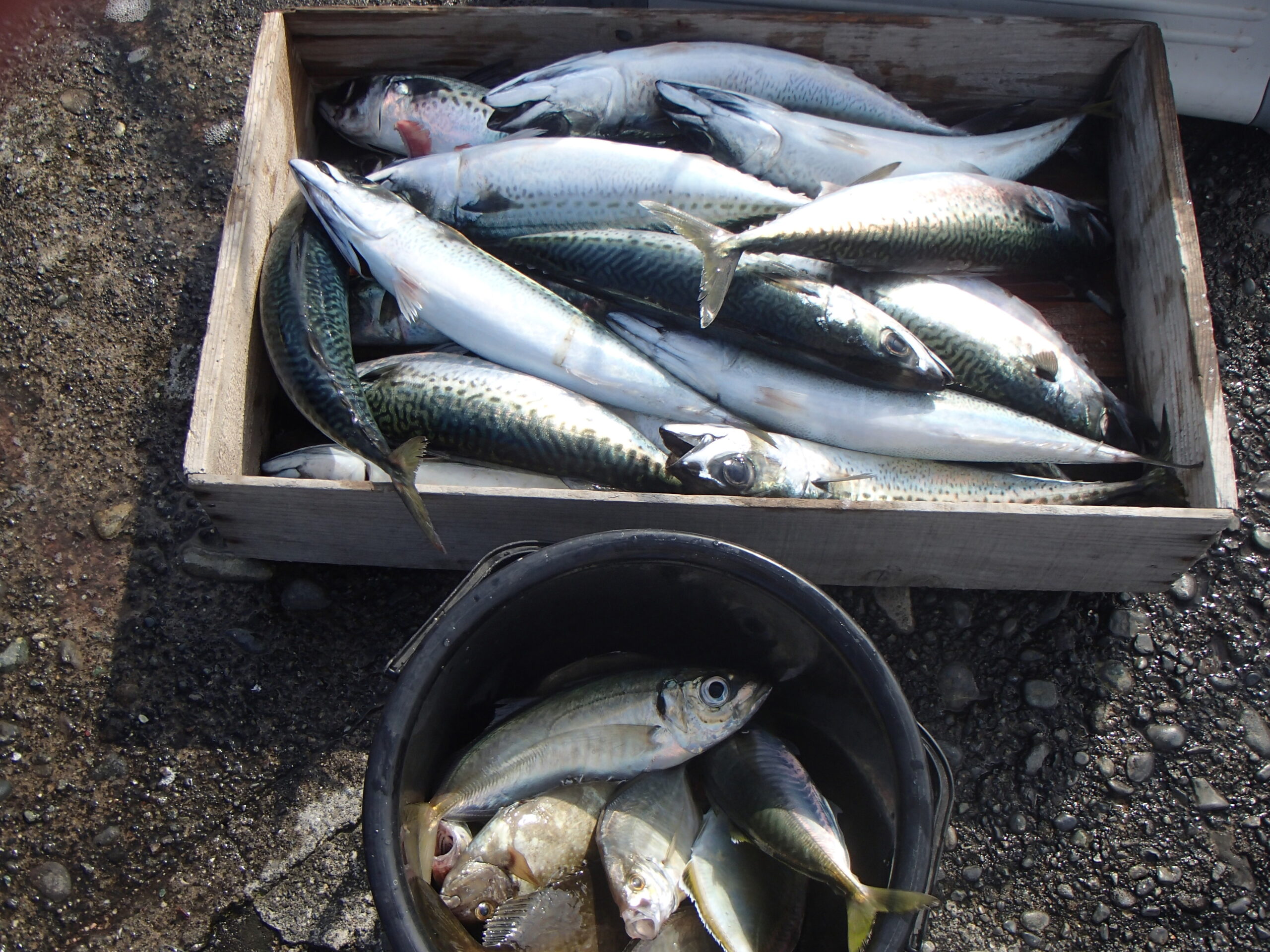 挑戦してみたい岩場の釣り。