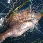 台風接近で釣行できるか心配だ。