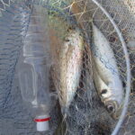 魚のことを調べるのもおもしろい。