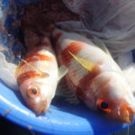 似たような魚はいるものだ。