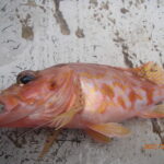 久しぶりの網代の海。