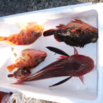 釣れなくなった魚。