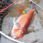 釣果情報に胸躍る。