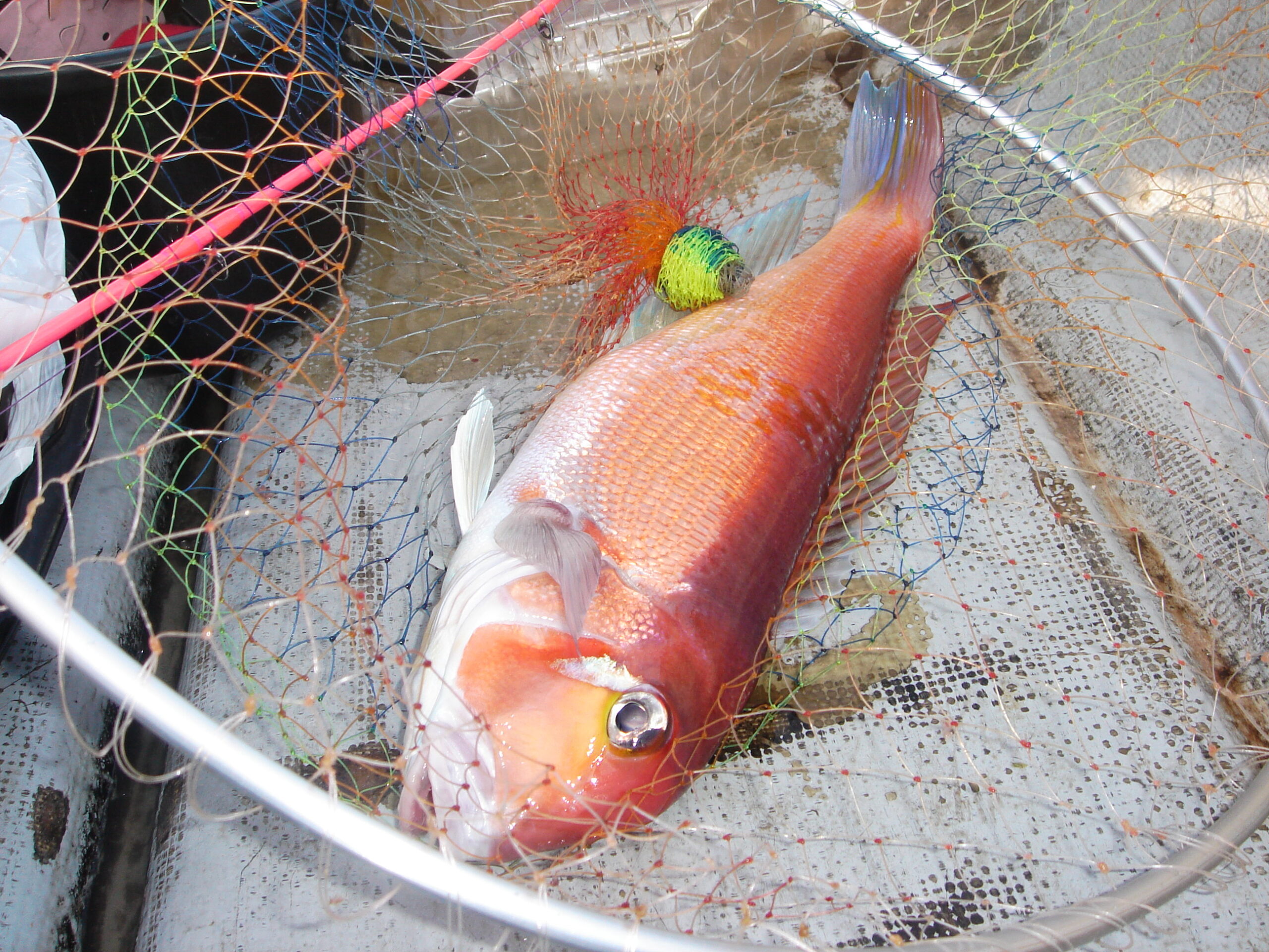 釣果情報に胸躍る。