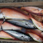 網代ボート釣り。