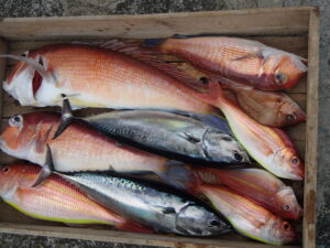 網代ボート釣り。