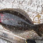 熱海市網代のボート釣り。