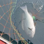 8月に入って、網代の釣りは変化したのか。