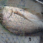 暑さもピークとなって。