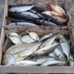 網代のボート釣り。