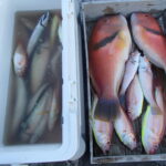 網代のボート釣り。