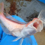 網代のボート釣り。