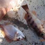 流れ藻に乗って。