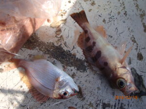 流れ藻に乗って。