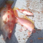 網代のボート釣り。