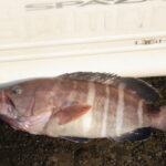 網代のボート釣り。