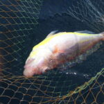 網代のボート釣り。