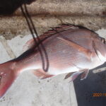 網代のボート釣り。