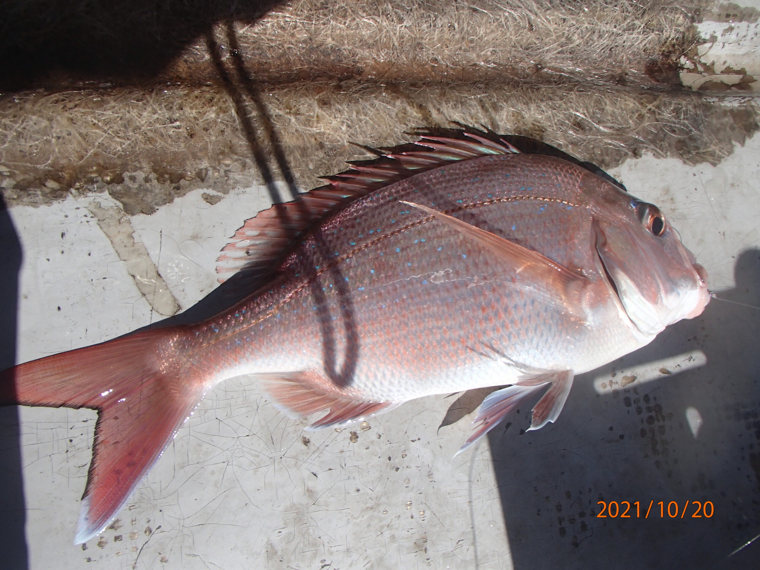 網代のボート釣り。