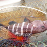 網代で釣れるハタの仲間。