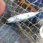 よく釣れるオオモンハタ。