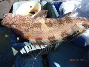 鯖フグの猛襲で釣りにならない。