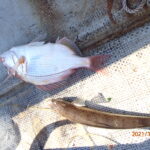 網代のボート釣りを楽しむ。