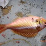 久しぶりの網代のうみ