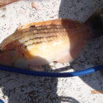 網代のボート釣り