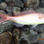 網代のボート釣り