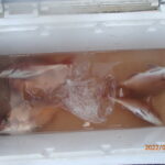 網代のボート釣り