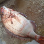 水温も上がり魚も活性化したようだ。