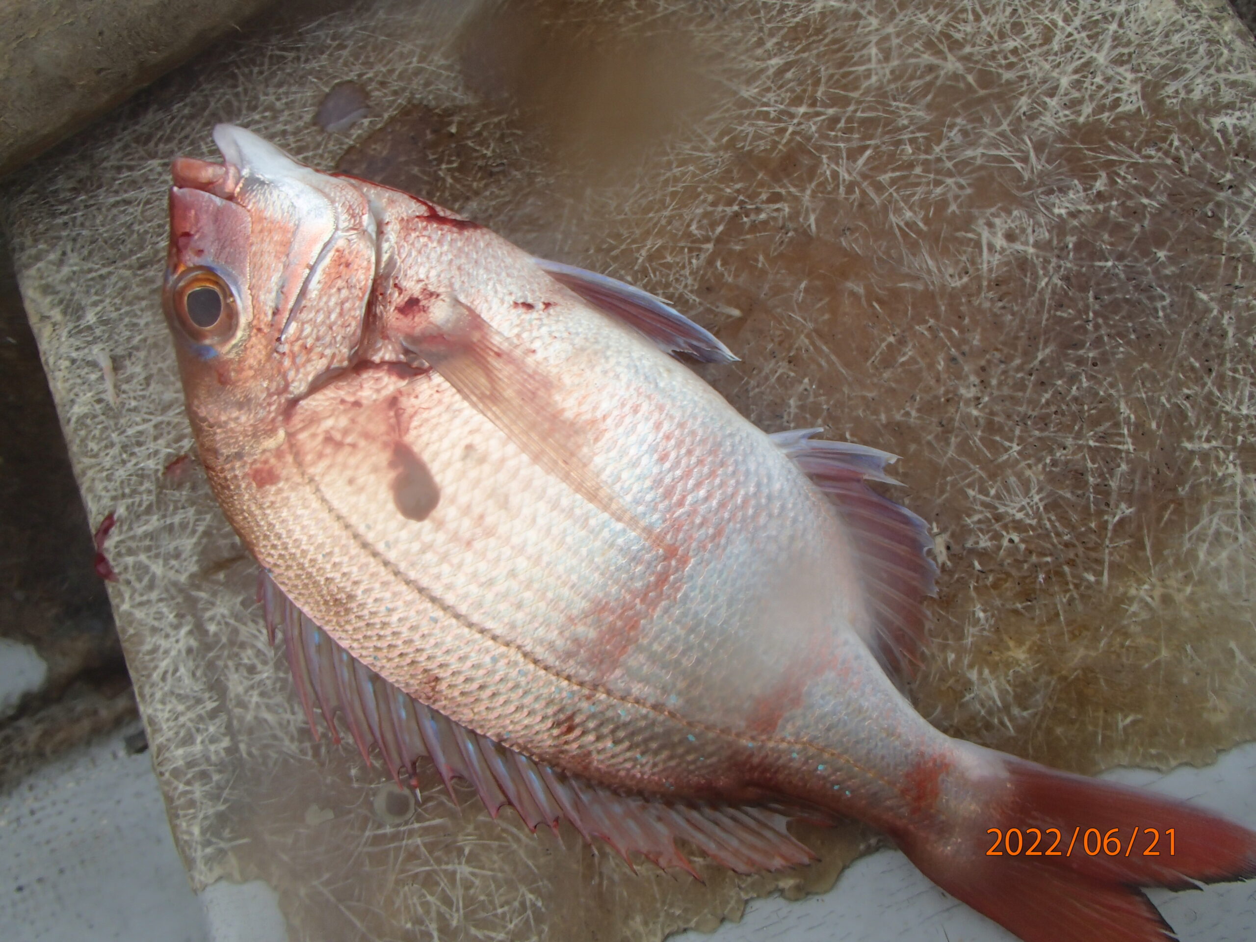 水温も上がり魚も活性化したようだ。