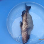 赤潮も見られたが良く釣れた。