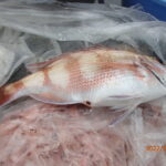 潮にめぐまれず釣果もすくなかった。　