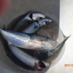 二ヶ月ぶりの網代のボート釣り